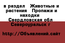  в раздел : Животные и растения » Пропажи и находки . Свердловская обл.,Североуральск г.